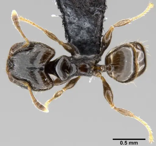 Pheidole fuscula - CASENT0219492