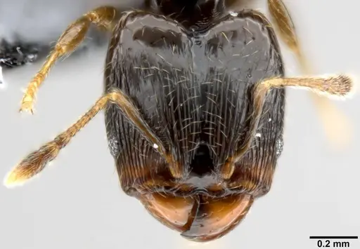 Pheidole fuscula - CASENT0219492