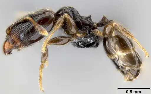 Pheidole fuscula - CASENT0219492