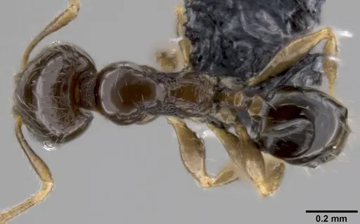 Pheidole fuscula - CASENT0282525