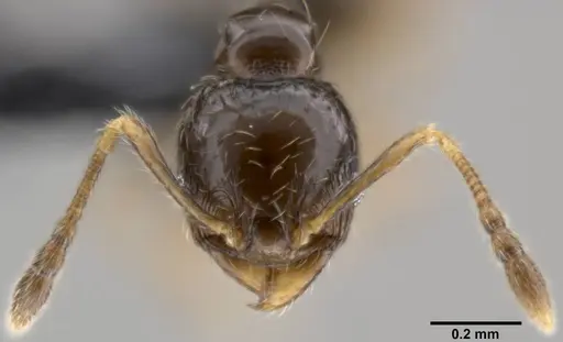 Pheidole fuscula - CASENT0282525