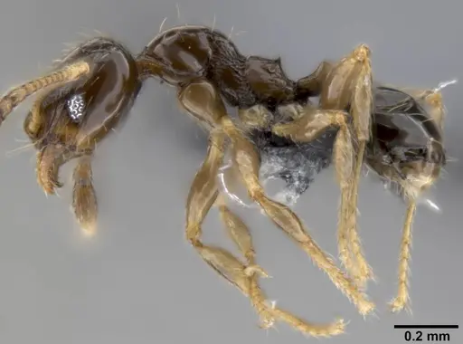 Pheidole fuscula - CASENT0282525