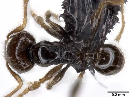 Pheidole fuscula - CASENT0282560