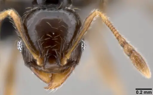 Pheidole fuscula - CASENT0282560