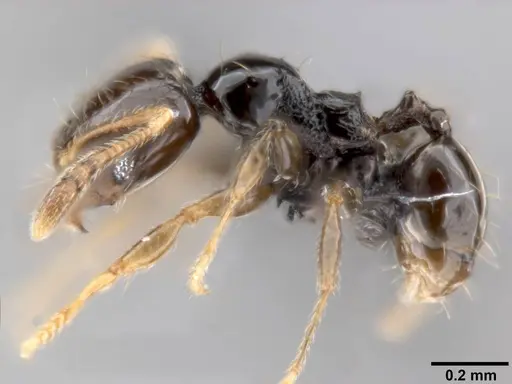 Pheidole fuscula - CASENT0282560