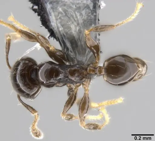 Pheidole fuscula - CASENT0282561