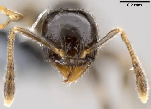 Pheidole fuscula - CASENT0282561