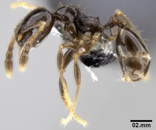 Pheidole fuscula - CASENT0282561