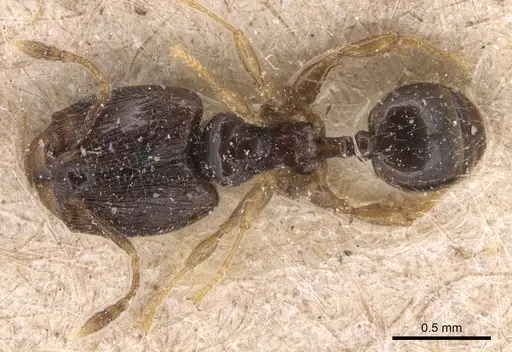 Pheidole fuscula - CASENT0904295