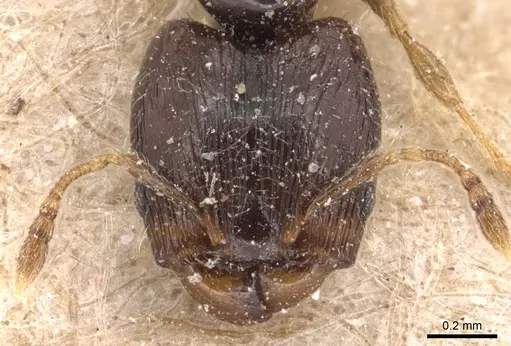 Pheidole fuscula - CASENT0904295