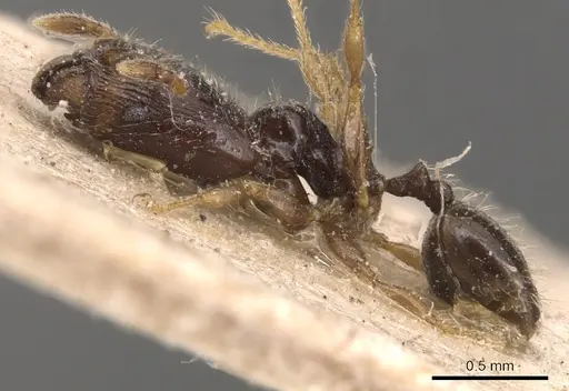 Pheidole fuscula - CASENT0904295