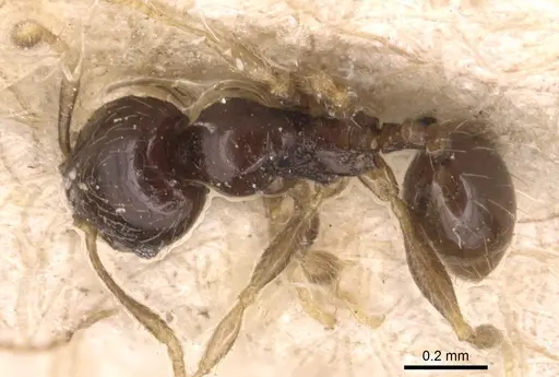 Pheidole fuscula - CASENT0904296