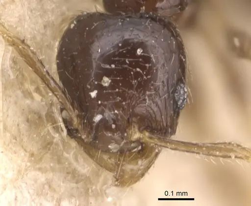 Pheidole fuscula - CASENT0904296