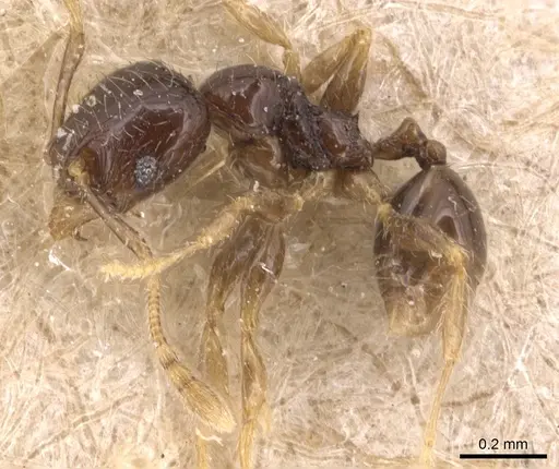 Pheidole fuscula - CASENT0904296