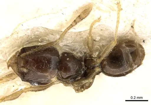 Pheidole fuscula - CASENT0906637