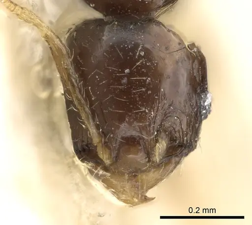 Pheidole fuscula - CASENT0906637