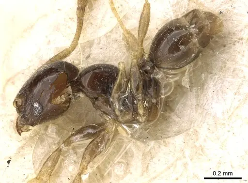 Pheidole fuscula - CASENT0906637