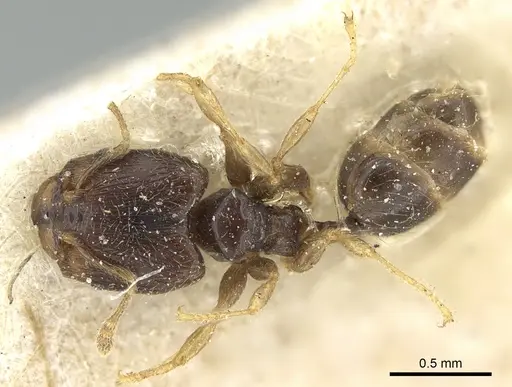 Pheidole fuscula - CASENT0906638