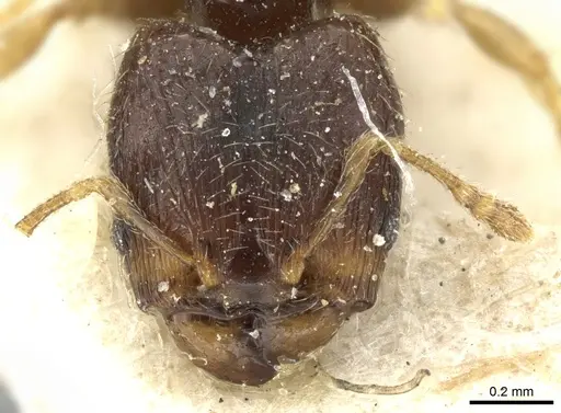 Pheidole fuscula - CASENT0906638