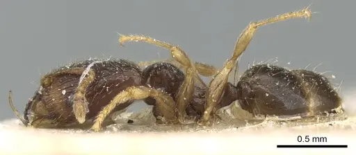 Pheidole fuscula - CASENT0906638