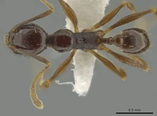 Pheidole gagates specimen