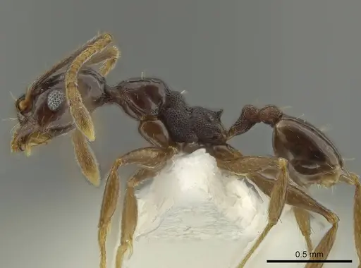 Pheidole gagates specimen
