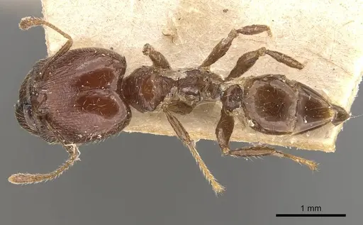 Pheidole gaigei specimen