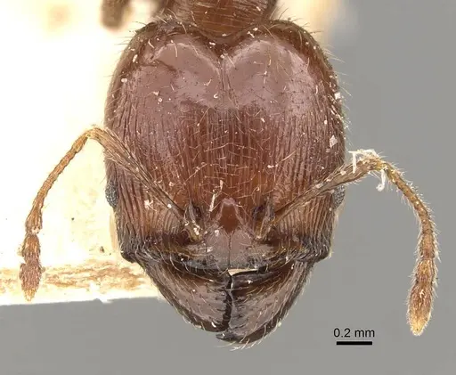 Pheidole gaigei specimen