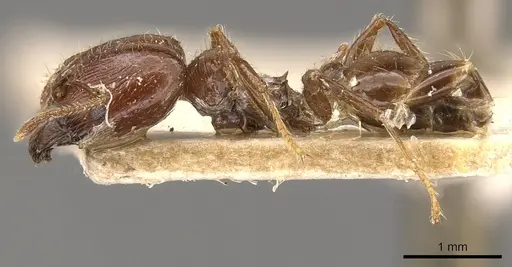 Pheidole gaigei specimen