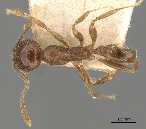 Pheidole gaigei - CASENT0908221