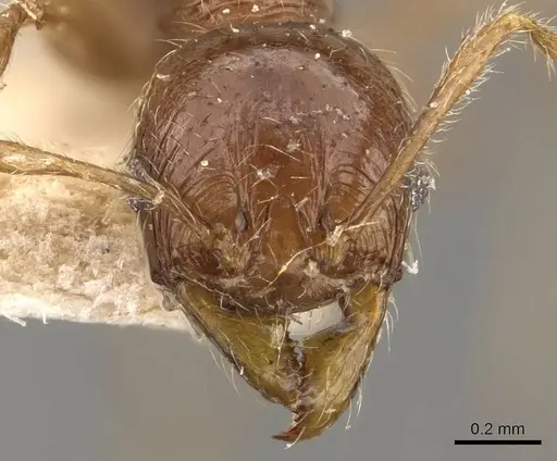 Pheidole gaigei - CASENT0908221