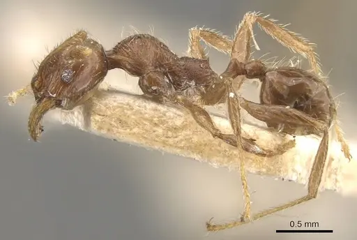 Pheidole gaigei - CASENT0908221