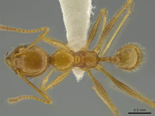 Pheidole galba specimen