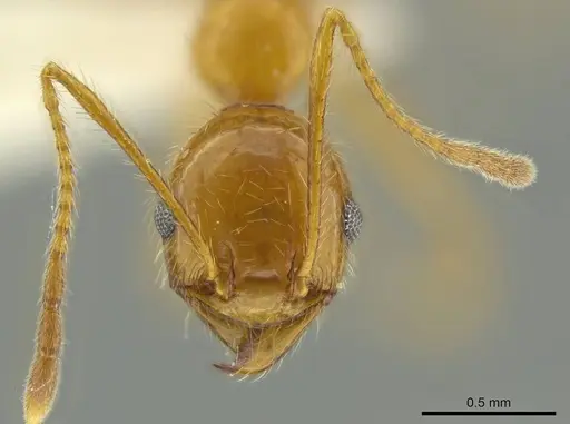 Pheidole galba specimen