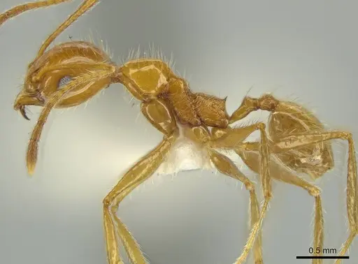 Pheidole galba specimen
