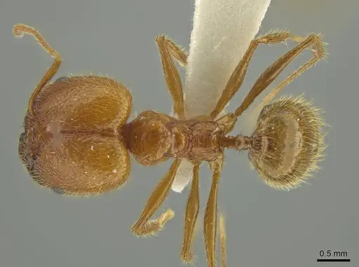 Pheidole galba - JTLC000016382