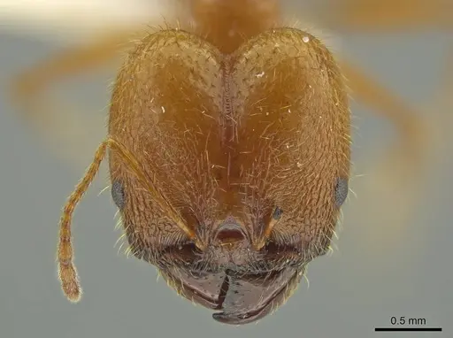 Pheidole galba - JTLC000016382