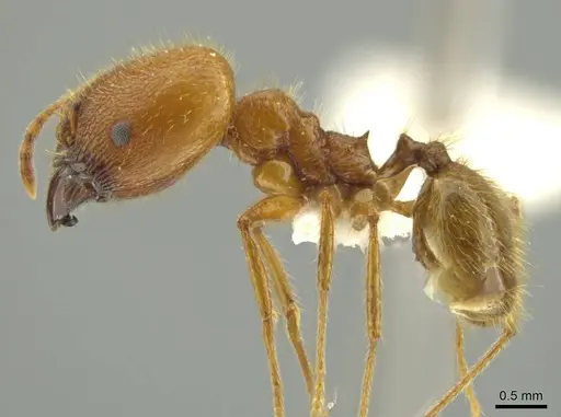 Pheidole galba - JTLC000016382