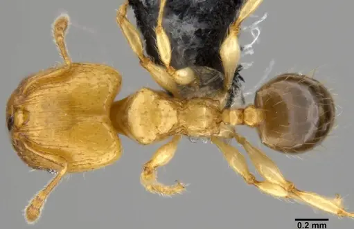 Pheidole gambogia specimen