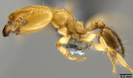 Pheidole gambogia specimen