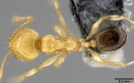 Pheidole gambogia - CASENT0282636