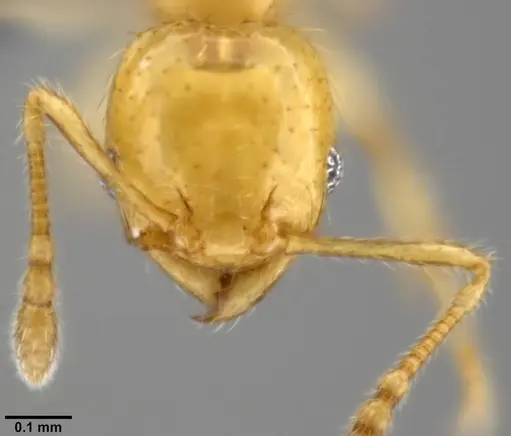 Pheidole gambogia - CASENT0282636