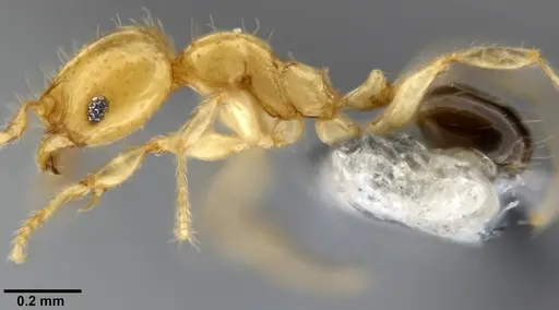 Pheidole gambogia - CASENT0282636