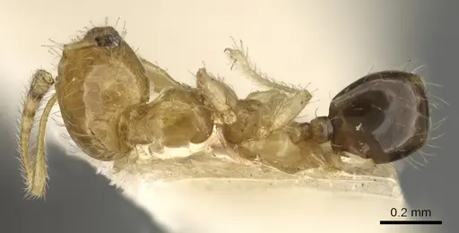 Pheidole gambogia - CASENT0901529