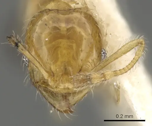 Pheidole gambogia - CASENT0901529