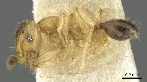 Pheidole gambogia - CASENT0901529