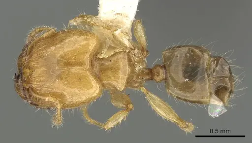 Pheidole gambogia - CASENT0901530