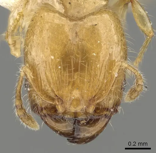 Pheidole gambogia - CASENT0901530