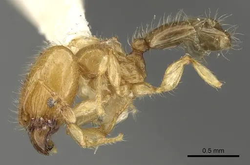 Pheidole gambogia - CASENT0901530