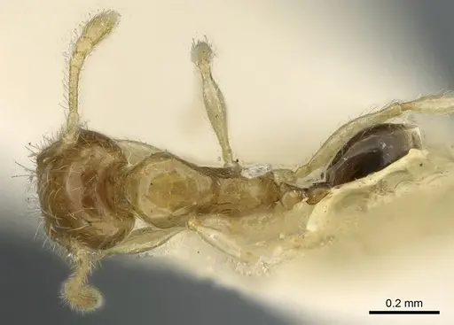Pheidole gambogia - CASENT0906655